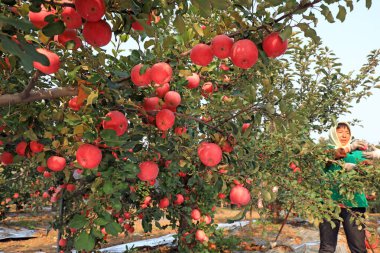 LUANNAN COUNTY, Çin - 22 Ekim 2021: çiftçiler meyve bahçelerinden elma topluyor, Kuzey Çin