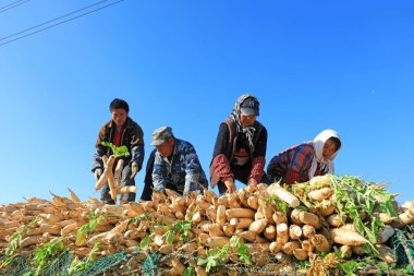 LUANNAN COUNTY, Çin - 27 Ekim 2021: Çiftçiler Kuzey Çin 'deki tarlalarda beyaz turp hasat ediyorlar