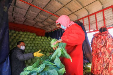 LUANNAN COUNTY, Çin - 10 Kasım 2021: çiftçiler şalgamları ayırıyor ve Kuzey Çin 'deki arabaya koyuyorlar.