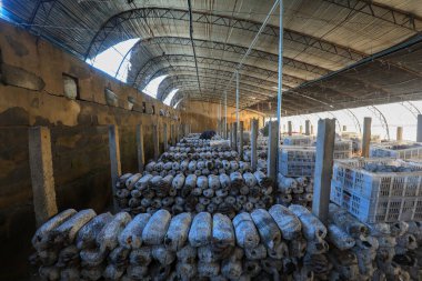 LUANNAN COUNTY, Çin - 11 Kasım 2021: Çiftçiler Kuzey Çin 'deki serada yenilebilir mantar hasat ediyorlar