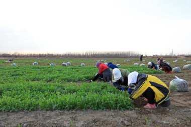 LUANNAN COUNTY, Çin - 19 Kasım 2021: çiftçiler Kuzey Çin 'deki tarlalarda kişniş hasat ediyorlar