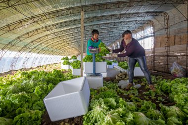 LUANNAN COUNTY, Çin - 25 Kasım 2021: çiftçiler, Kuzey Çin 'de bir serada yaprak salatası paketliyorlar.