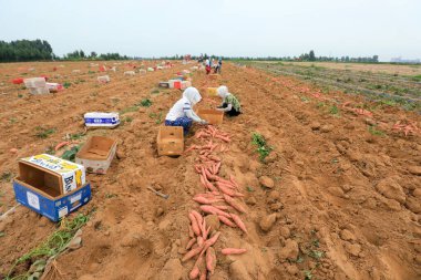 LUANNAN COUNTY, Çin - 22 Temmuz 2021: çiftçiler Kuzey Çin 'deki tarlalarda tatlı patates hasat ediyorlar