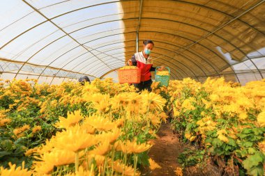 LUANNAN COUNTY, Çin - 16 Kasım 2021: çiftçiler Kuzey Çin 'deki seralarda kasımpatı ve çiçek topluyorlar