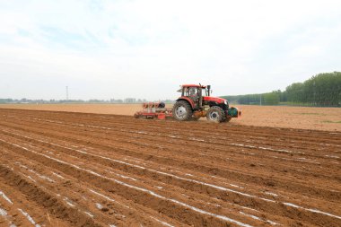 LUANNAN COUNTY, Çin - 26 Nisan 2021: Çiftçiler çiftliklerde plastik kaplı fıstık yetiştirmek için ekicileri kullanır.