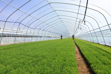 LUANNAN COUNTY, Çin - 11 Mayıs 2021: çiftçiler Kuzey Çin 'deki bir çiftlikte pirinç fidelerinde çalışıyorlar