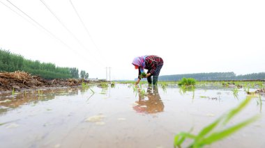 LUANNAN COUNTY, Çin - 14 Mayıs 2021: Çiftçiler çeltik tarlalarında pirinç yetiştiriyor, Kuzey Chin