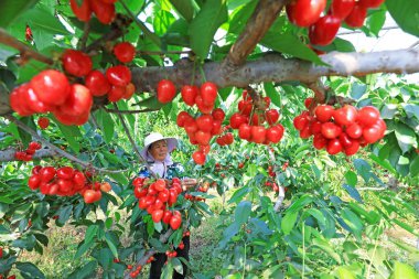 LUANNAN COUNTY, Çin - 3 Haziran 2021: çiftçiler büyük kirazları meyve bahçelerinde, Kuzey Çin