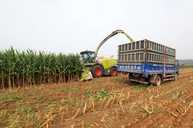 LUANNAN COUNTY, Çin - 10 Ağustos 2021: Çiftçiler tarlalarda depolanan yeşil mısırları toplamak için hasatçıları sürüyorlar, Çin