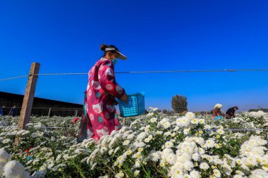 LUANNAN COUNTY, Çin - 8 Ekim 2021: çiftçiler Kuzey Çin 'deki tarlalarda tıbbi beyaz kasımpatı hasat ettiler