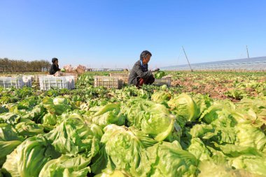 LUANNAN COUNTY, Çin - 12 Ekim 2021: çiftçiler Kuzey Çin 'deki tarlalarda marul hasat ediyorlar
