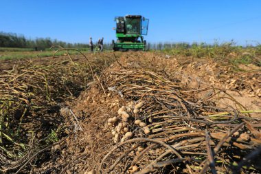 Çiftçiler Kuzey Çin 'deki tarlalarda fıstık toplamak için tarım makineleri kullanıyorlar.