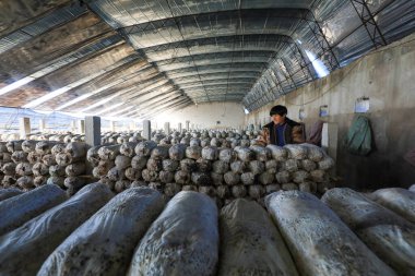 LUANNAN COUNTY, Çin - 11 Kasım 2021: Çiftçiler Kuzey Chin 'deki serada yenilebilir mantar hasat ediyorlar