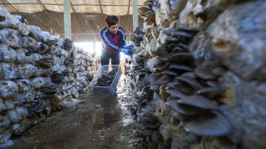 LUANNAN COUNTY, Çin - 11 Kasım 2021: Çiftçiler Kuzey Çin 'deki serada yenilebilir mantar hasat ediyorlar