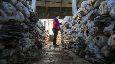 LUANNAN COUNTY, Çin - 13 Kasım 2021: çiftçiler Kuzey Çin 'deki seralarda yenilebilir mantar topluyorlar