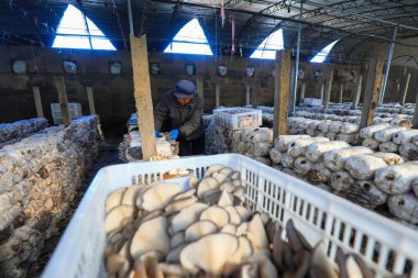 LUANNAN COUNTY, Çin - 13 Kasım 2021: çiftçiler Kuzey Çin 'deki seralarda yenilebilir mantar topluyorlar