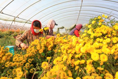 LUANNAN COUNTY, Çin - 16 Kasım 2021: çiftçiler Kuzey Çin 'deki seralarda kasımpatı topluyorlar