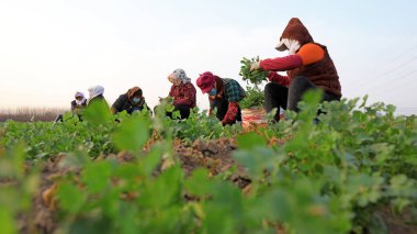 LUANNAN COUNTY, Çin - 19 Kasım 2021: çiftçiler Kuzey Çin 'deki tarlalarda kişniş hasat ediyorlar