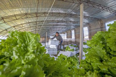 LUANNAN COUNTY, Çin - 25 Kasım 2021: çiftçiler, Kuzey Çin 'de bir serada yaprak salatası paketliyorlar.