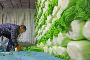 LUANNAN COUNTY, Çin - 29 Aralık 2021: çiftçiler Kuzey Çin 'deki bir sebze toplama sahasında Çin lahana yükleme ve dış taşımacılığı ile ilgilenirler.