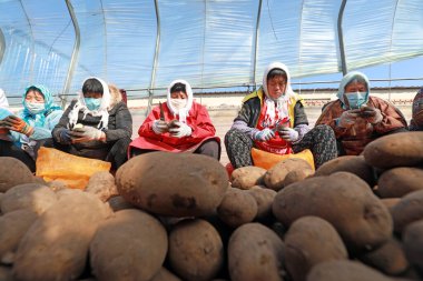 LUANNAN COUNTY, Çin - 23 Şubat 2022: çiftçiler Kuzey Çin 'deki bir çiftlikte patates tohumu blokları yapıyorlar