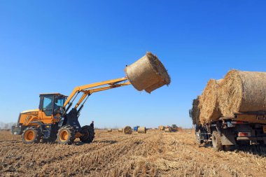 LUANNAN COUNTY, Çin - 1 Mart 2022: Çiftçiler Kuzey Chin 'deki bir çiftlikte saman balyalarını taşımak için araç kullanıyorlar