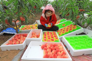 LUANNAN COUNTY, China - March 11, 2022: farmers sort fresh peaches and pack them for outward transportation in a greenhouse, North China clipart