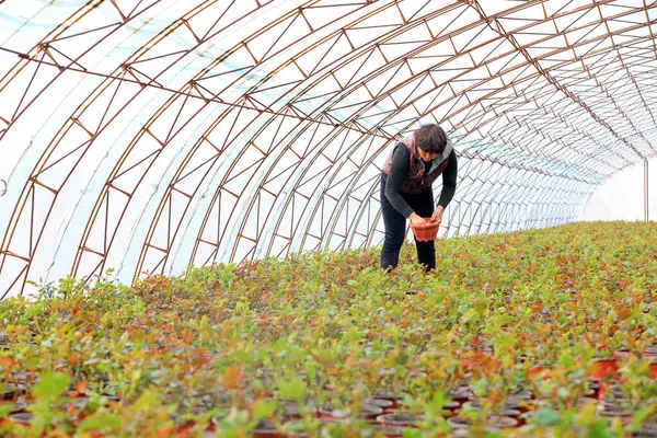 LUANNAN COUNTY, Çin - 11 Mart 2022: Çiftçiler, Kuzey Çin 'deki fidanlıkta saksı gülleri gübreliyor