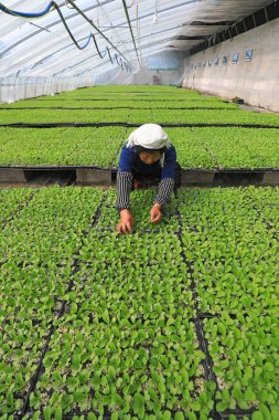 LUANNAN COUNTY, China - March 15, 2022: Farmers take care of vegetable seedlings in greenhouses and on farms, North China clipart