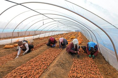 LUANNAN COUNTY, Çin - 21 Mart 2022: çiftçiler tatlı patatesleri seralara ve patates tohumlarını Kuzey Çin 'deki çiftliklere yerleştirirler.
