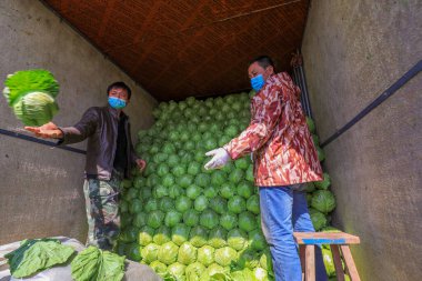LUANNAN COUNTY, Çin - 28 Mart 2022: Çiftçiler Kuzey Çin 'deki bir sebze toptancısı pazarında şalgam düzenleyip naklediyorlar.