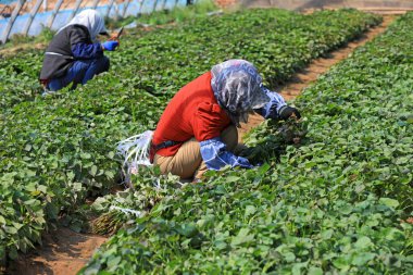 LUANNAN COUNTY, Çin - 1 Nisan 2022: Çiftçiler Kuzey Chin 'deki serada tatlı patates tohumu topluyorlar