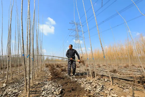 LUANNAN COUNTY, Çin - 31 Mart 2022: Çiftçi Kuzey Çin 'de bir fidan kazıyor