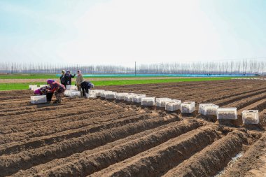 LUANNAN COUNTY, Çin - 3 Nisan 2022: Köylü kadın Kuzey Çin 'deki çiftlikteki hendeğe zencefil yerleştirdi