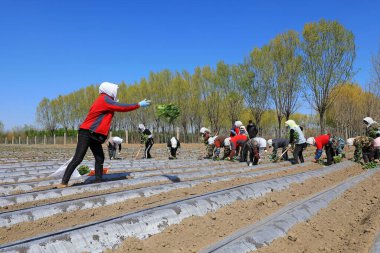 LUANNAN COUNTY, Çin - 14 Nisan 2022: çiftçiler Kuzey Çin 'deki tarlalara tatlı patates fideleri ektiler