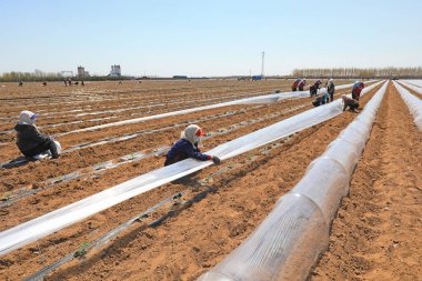 LUANNAN COUNTY, Çin - 14 Nisan 2022 Çiftçiler Kuzey Çin 'deki çiftlikte karpuz fideleri dikiyorlar