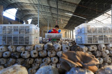 LUANNAN COUNTY, Çin - 13 Kasım 2021: çiftçiler Kuzey Çin 'deki seralarda yenilebilir mantar topluyorlar