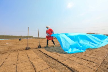 LUANNAN COUNTY, Çin - 14 Nisan 2022: Çiftçiler, sıcaklığı ve nemi korumak için pirinç filizleme tepsisini dokumasız kumaş ve plastik film ile kaplıyorlar.