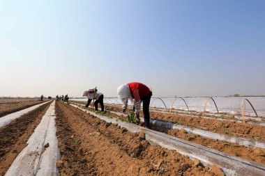 LUANNAN COUNTY, Hebei Eyaleti, Çin - 6 Nisan 2021: çiftçiler tarlalara tatlı patates tohumları ekiyor.