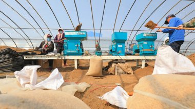 LUANNAN COUNTY, Hebei Eyaleti, Çin - 7 Nisan 2021: Çiftçiler seraya pirinç ekiyor