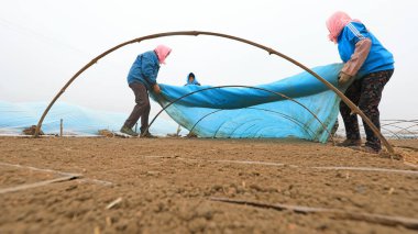 LUANNAN COUNTY, Çin - 12 Nisan 2021: çiftçiler çiftliklerde pirinç tohumu seraları inşa ediyorlar.