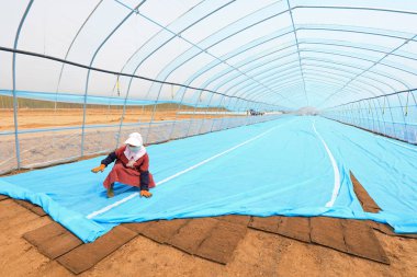 LUANNAN COUNTY, Çin - 20 Nisan 2021: Çiftçiler seraya pirinç eker ve fide yetiştirirler