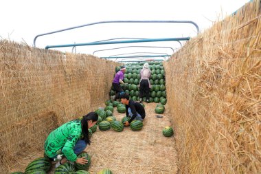 LUANNAN COUNTY, Çin - 29 Haziran 2021: Çiftçiler karpuz taşıyorlar tarlalarda, Çin