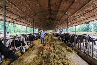 LUANNAN COUNTY, Çin - 6 Ağustos 2021: İşçiler Kuzey Çin 'deki bir mandıra çiftliğindeki çiftliği temizliyorlar