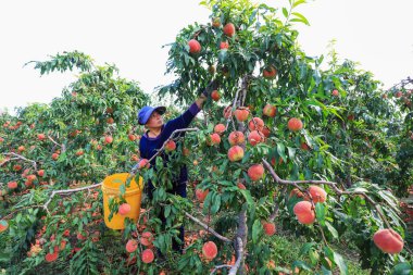 LUANNAN COUNTY, Çin - 23 Eylül 2021: çiftçiler Kuzey Çin 'deki bir çiftlikte meyve bahçelerinde olgun taze şeftaliler hasat ediyorlar.