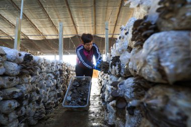 LUANNAN COUNTY, Çin - 11 Kasım 2021: Çiftçiler Kuzey Çin 'deki serada yenilebilir mantar hasat ediyorlar