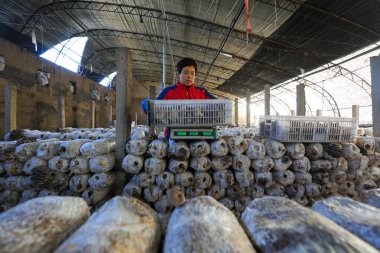 LUANNAN COUNTY, Çin - 13 Kasım 2021: çiftçiler Kuzey Çin 'deki seralarda yenilebilir mantar topluyorlar