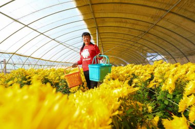 LUANNAN COUNTY, Çin - 16 Kasım 2021: çiftçiler Kuzey Çin 'deki seralarda kasımpatı topluyorlar