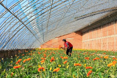 LUANNAN COUNTY, Çin - 23 Kasım 2021: çiftçiler Kuzey Çin 'deki bir serada taze Gerbera çiçekleri topluyor.