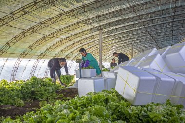LUANNAN COUNTY, Çin - 25 Kasım 2021: çiftçiler, Kuzey Çin 'de bir serada yaprak salatası paketliyorlar.